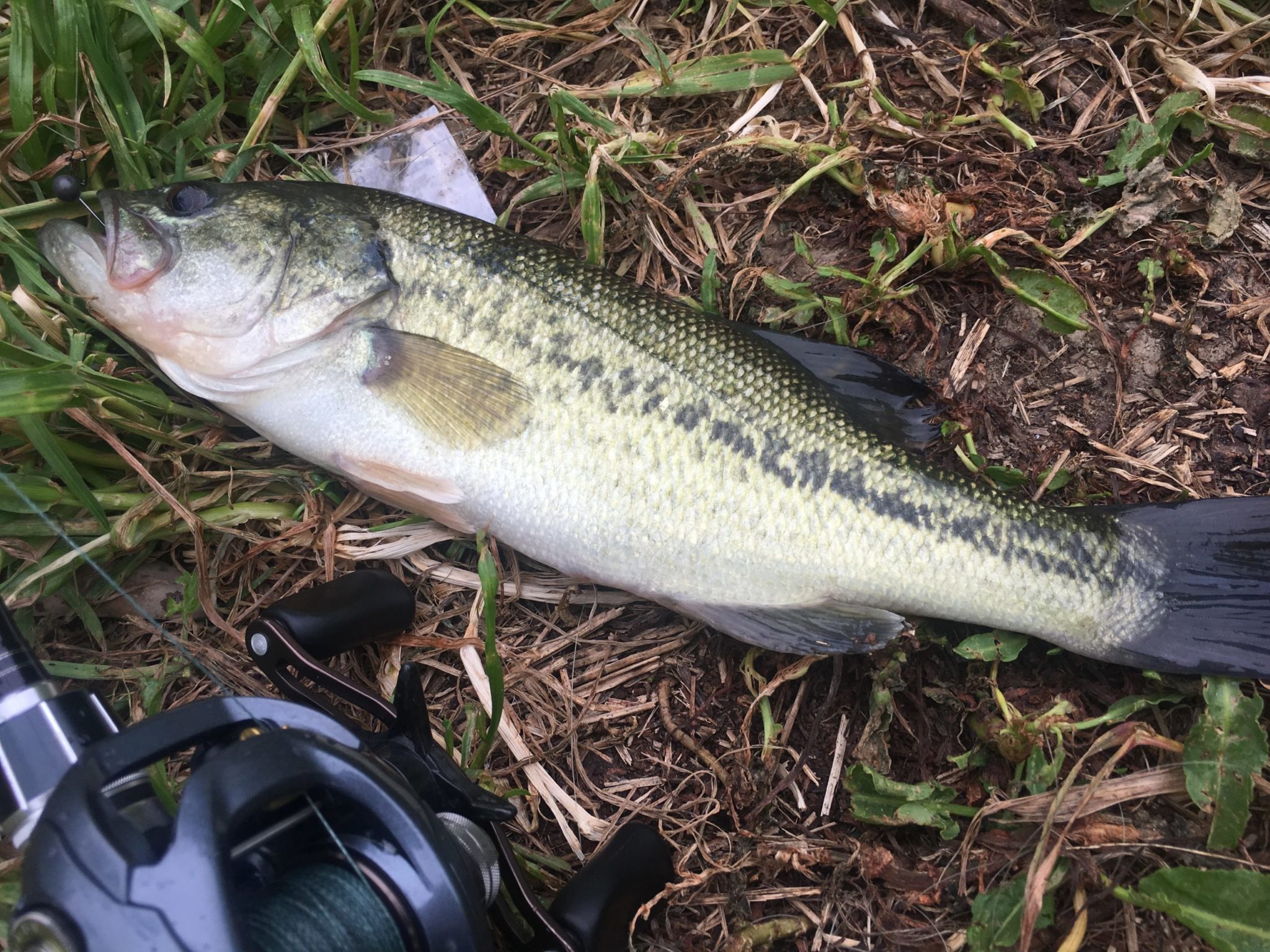 5月のバス釣り攻略 初心者でも釣れる狙うポイント！ marboblog